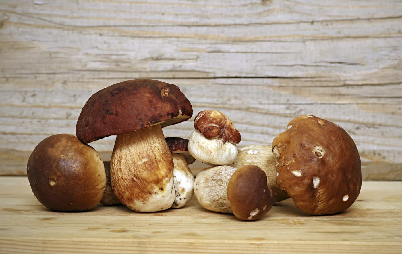Mushroom Boletus over Wooden Background. Autumn Cep Mushrooms picking