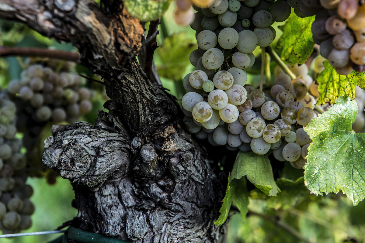 Il vino della settimana: Collio Goriziano Brazan 2016 I Clivi